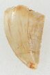 Serrated, Raptor Tooth - Morocco #37787-1
